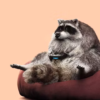 Raccoon wallpaper