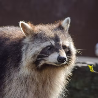 Raccoon wallpaper