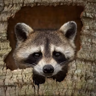 Raccoon wallpaper