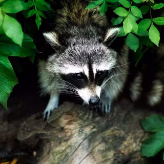 Raccoon wallpaper