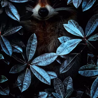 Raccoon wallpaper