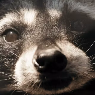 Raccoon wallpaper