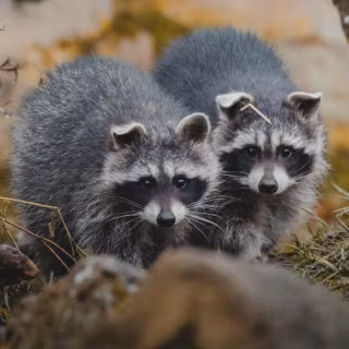 Raccoon wallpaper