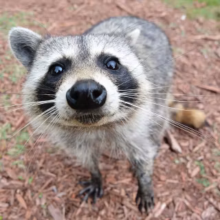 Raccoon wallpaper