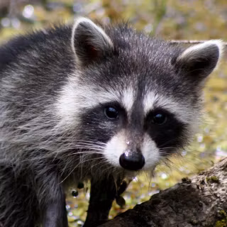 Raccoon wallpaper