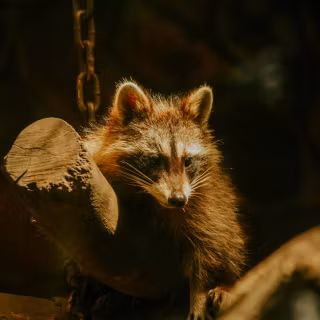 Raccoon wallpaper