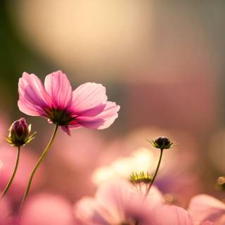 Flowers desktop 4k wallpaper