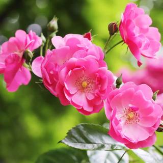 Flowers desktop 4k wallpaper