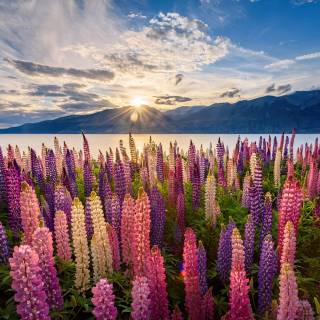 Flowers desktop 4k wallpaper