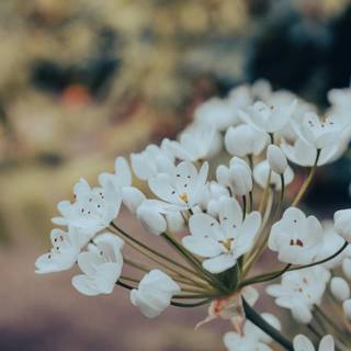 Flowers desktop 4k wallpaper