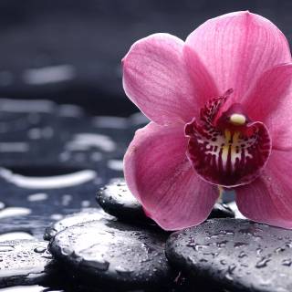 Flowers desktop 4k wallpaper