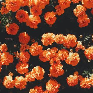 Flowers desktop 4k wallpaper