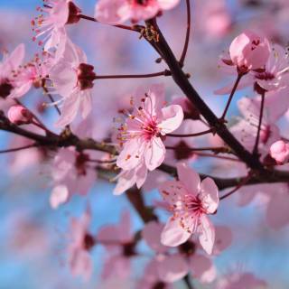 Flowers desktop 4k wallpaper