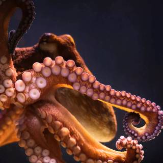 4k octopus wallpaper
