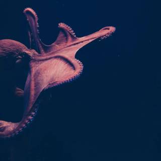 4k octopus wallpaper