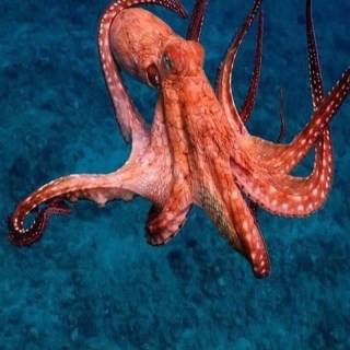 Giant Pacific octopus wallpaper