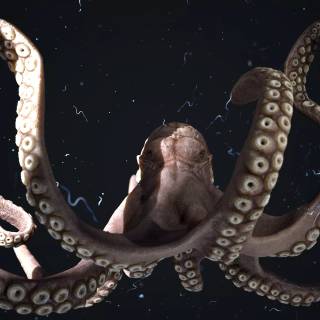 4k octopus wallpaper