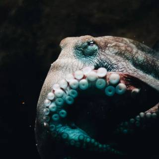 4k octopus wallpaper