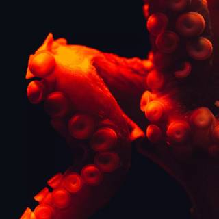4k octopus wallpaper