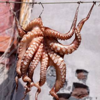 4k octopus wallpaper