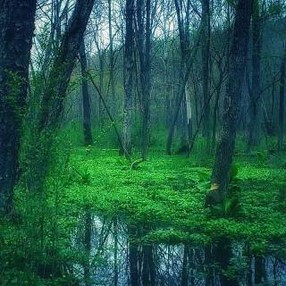 Swamp wallpaper