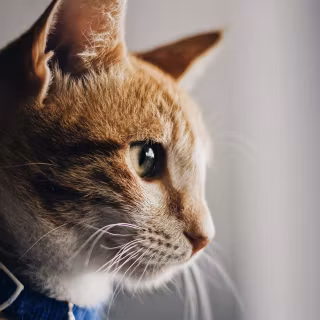 Cat iPhone 4k wallpaper