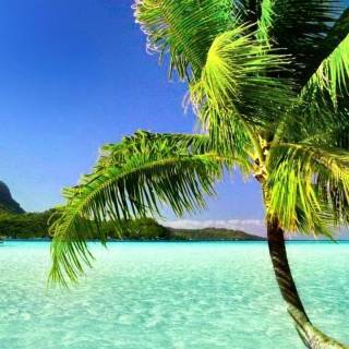 Florida beach iPhone wallpaper