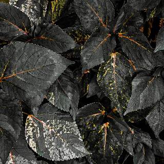 iPhone dark grey wallpaper