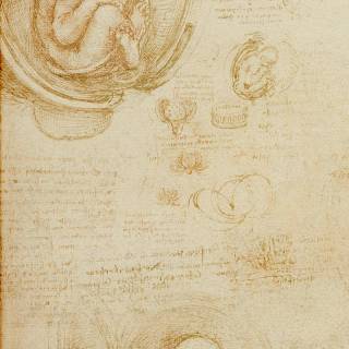 Da Vinci phone wallpaper