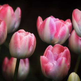 Pink and black desktop wallpaper