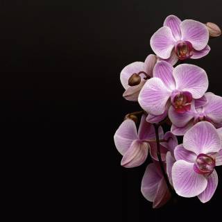 Pink and black desktop wallpaper