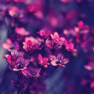 Elegant desktop wallpaper