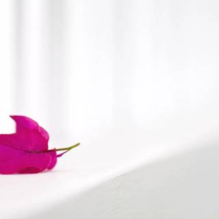 Elegant desktop wallpaper