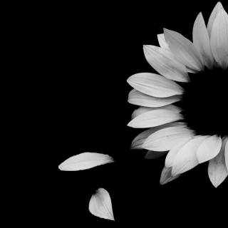 Elegant desktop wallpaper