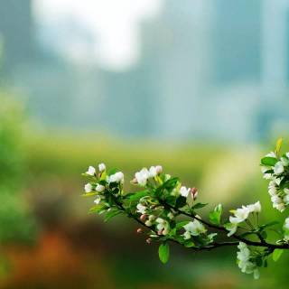 Elegant desktop wallpaper