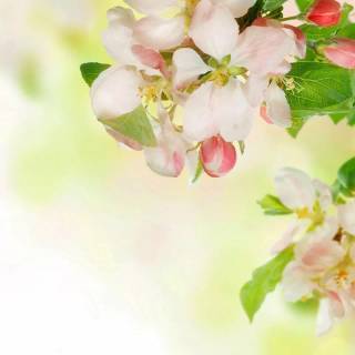 Elegant desktop wallpaper