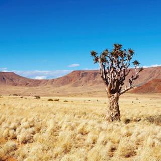 Desert desktop wallpaper