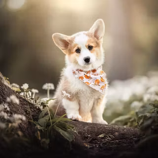Corgi desktop wallpaper