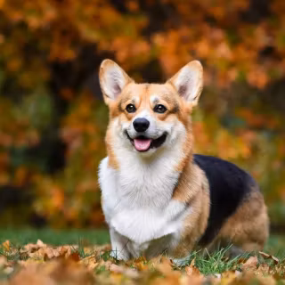 Corgi desktop wallpaper