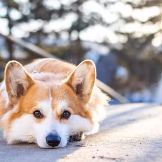 Corgi desktop wallpaper