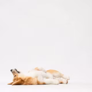 Corgi desktop wallpaper