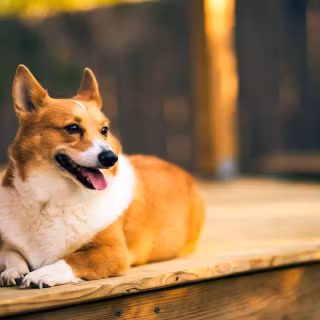 Corgi desktop wallpaper