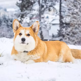 Corgi desktop wallpaper