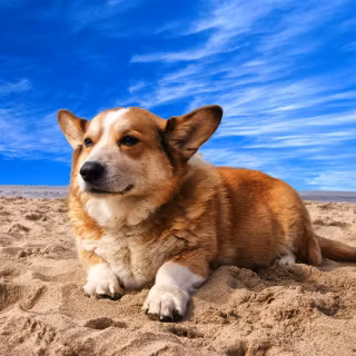 Corgi desktop wallpaper