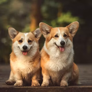 Corgi desktop wallpaper