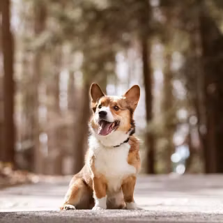 Corgi desktop wallpaper