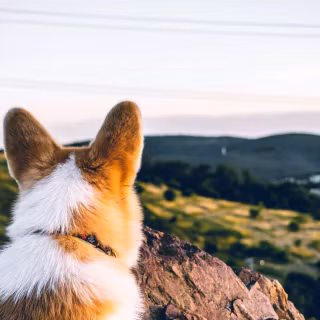 Corgi desktop wallpaper