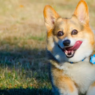 Corgi desktop wallpaper