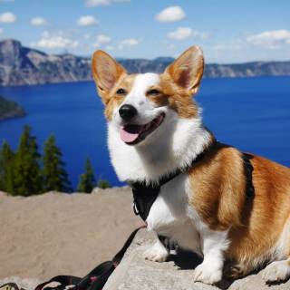 Corgi desktop wallpaper