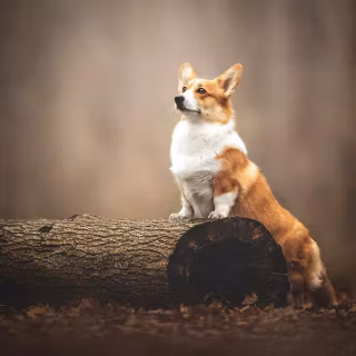 Corgi desktop wallpaper